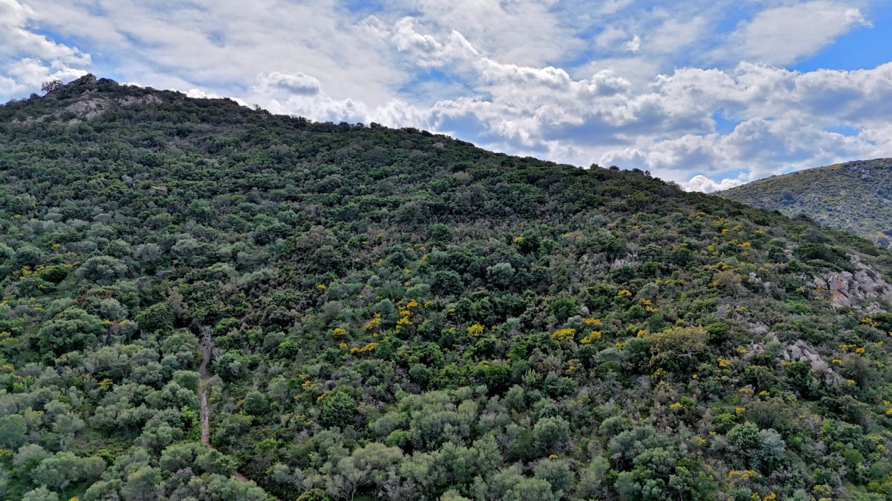 Höchster Bereich vom Grundstück am Monte Nieddu Höchster Bereich vom Grundstück am Monte Nieddu